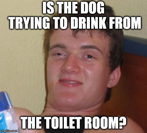 10 Guy Meme | IS THE DOG TRYING TO DRINK FROM; THE TOILET ROOM? | image tagged in memes,10 guy,AdviceAnimals | made w/ Imgflip meme maker