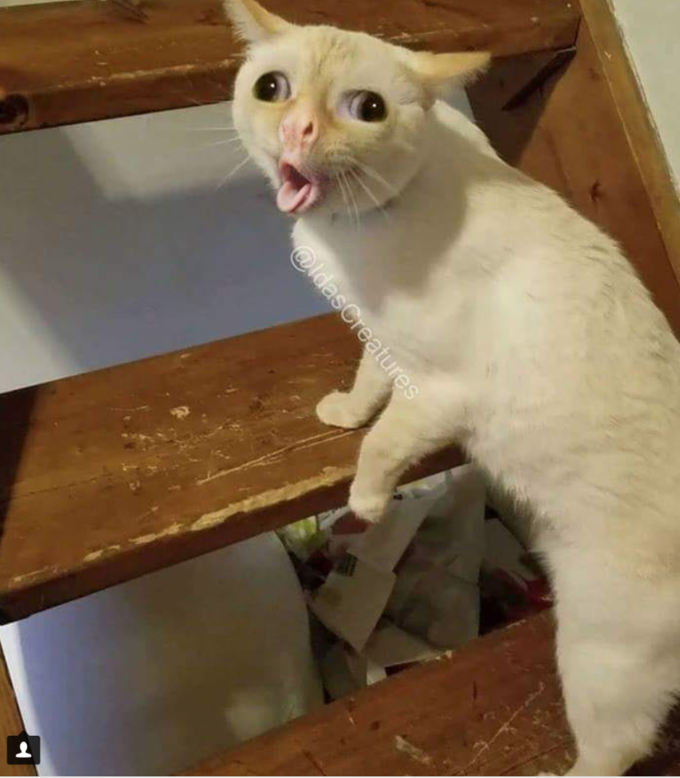 High Quality coughing cat Blank Meme Template
