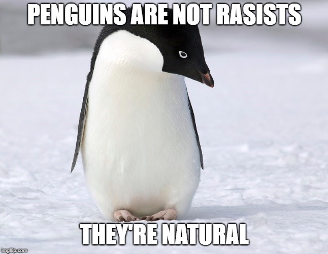 Penguin | PENGUINS ARE NOT RASISTS; THEY'RE NATURAL | image tagged in penguin,penguins | made w/ Imgflip meme maker