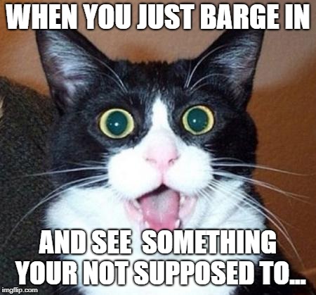 Surprised cat lol | WHEN YOU JUST BARGE IN; AND SEE  SOMETHING YOUR NOT SUPPOSED TO... | image tagged in surprised cat lol | made w/ Imgflip meme maker