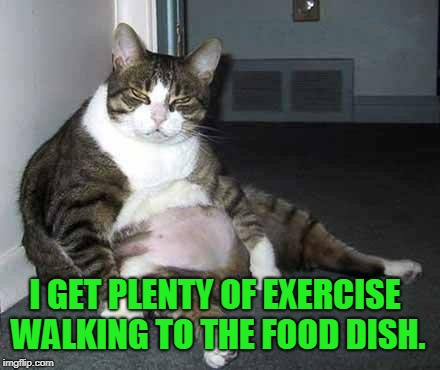 Fat cat | I GET PLENTY OF EXERCISE WALKING TO THE FOOD DISH. | image tagged in fat cat,nixieknox,memes | made w/ Imgflip meme maker