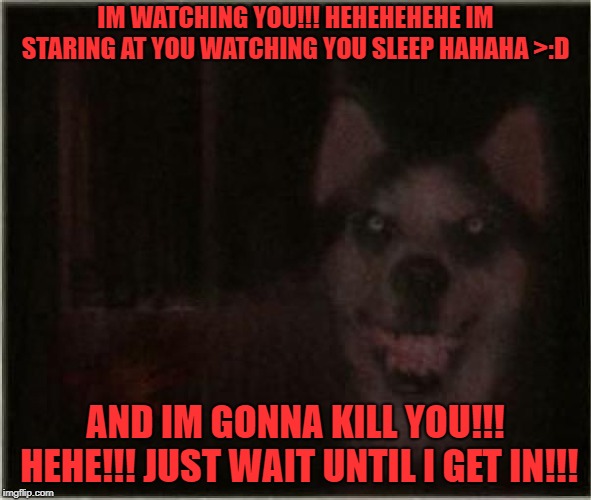 smile dog | IM WATCHING YOU!!! HEHEHEHEHE IM STARING AT YOU WATCHING YOU SLEEP HAHAHA >:D; AND IM GONNA KILL YOU!!! HEHE!!! JUST WAIT UNTIL I GET IN!!! | image tagged in smile dog | made w/ Imgflip meme maker