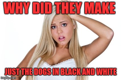 Dumb Blonde | WHY DID THEY MAKE JUST THE DOGS IN BLACK AND WHITE | image tagged in dumb blonde | made w/ Imgflip meme maker