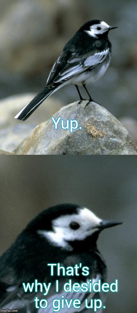 Clinically Depressed Pied Wagtail | Yup. That's why I desided to give up. | image tagged in clinically depressed pied wagtail | made w/ Imgflip meme maker