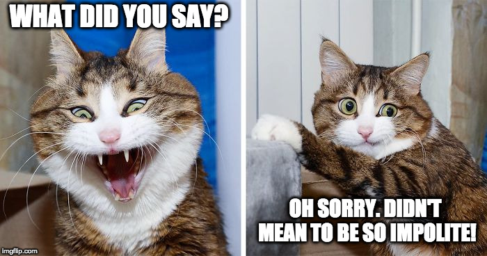Angry cat frightens itself | WHAT DID YOU SAY? OH SORRY. DIDN'T MEAN TO BE SO IMPOLITE! | image tagged in angry cat frightens itself | made w/ Imgflip meme maker