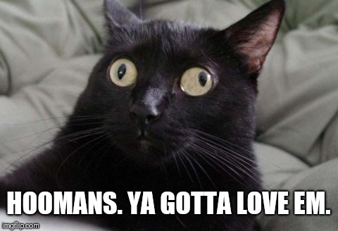 Confused Cat | HOOMANS. YA GOTTA LOVE EM. | image tagged in confused cat | made w/ Imgflip meme maker