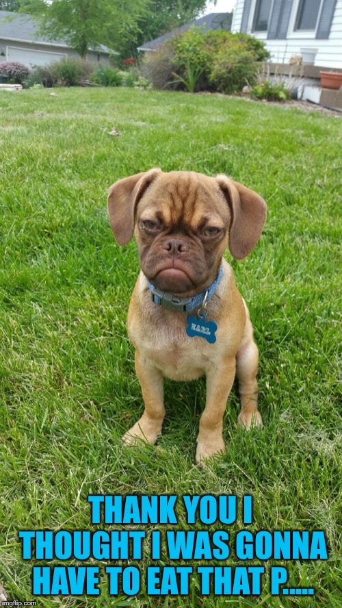 Earl The Grumpy Dog | THANK YOU I THOUGHT I WAS GONNA HAVE TO EAT THAT P..... | image tagged in earl the grumpy dog | made w/ Imgflip meme maker
