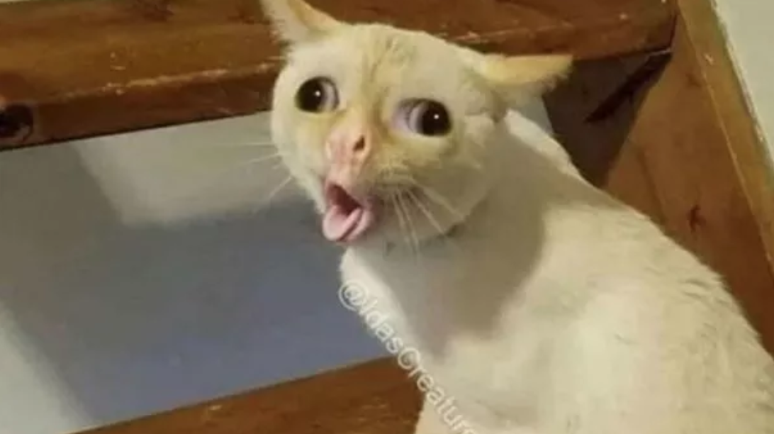 coughing cat Blank Meme Template