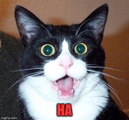 Surprised cat lol | HA | image tagged in surprised cat lol | made w/ Imgflip meme maker
