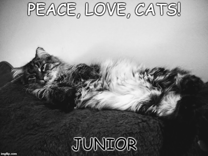 PEACE, LOVE, CATS! JUNIOR | image tagged in junior | made w/ Imgflip meme maker