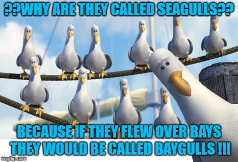 Finding Nemo Seagulls |  ??WHY ARE THEY CALLED SEAGULLS?? BECAUSE IF THEY FLEW OVER BAYS THEY WOULD BE CALLED BAYGULLS !!! | image tagged in finding nemo seagulls | made w/ Imgflip meme maker