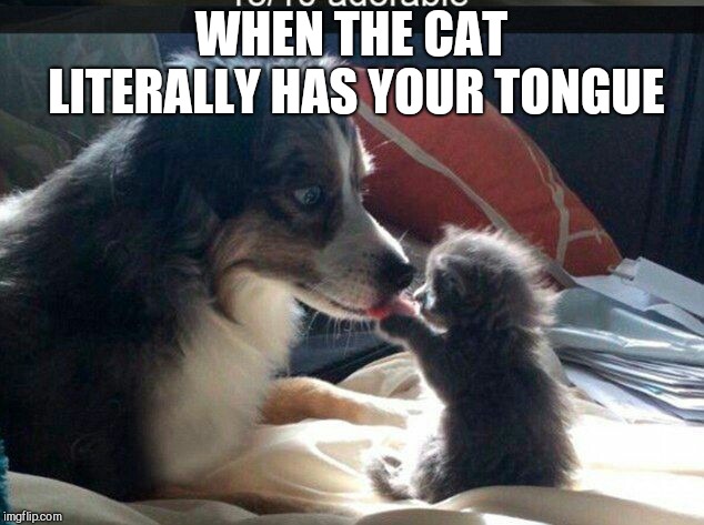 WHEN THE CAT LITERALLY HAS YOUR TONGUE | image tagged in cat and dog,cat got your togue | made w/ Imgflip meme maker