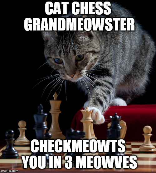 Catingham three paw-ns gambit | CAT CHESS GRANDMEOWSTER; CHECKMEOWTS YOU IN 3 MEOWVES | image tagged in chess,cat,cat memes,pwned,board games | made w/ Imgflip meme maker