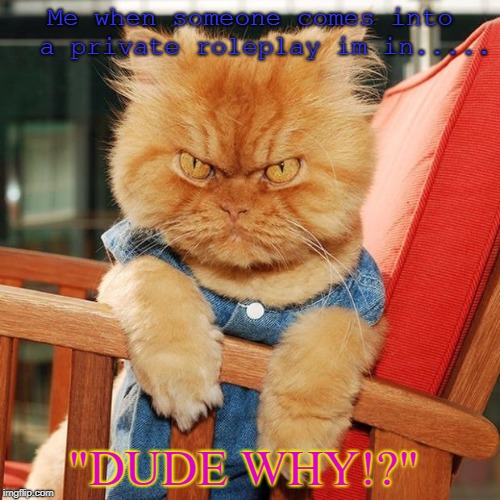 Garfi The Angry Cat | Me when someone comes into  a private roleplay im in..... "DUDE WHY!?" | image tagged in garfi the angry cat | made w/ Imgflip meme maker
