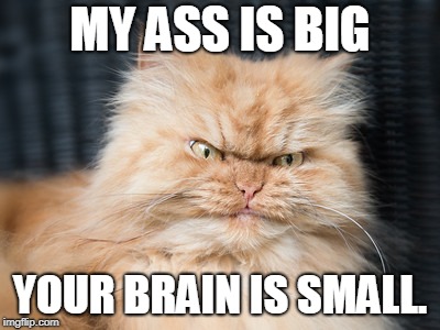 Angry Cat | MY ASS IS BIG YOUR BRAIN IS SMALL. | image tagged in angry cat | made w/ Imgflip meme maker