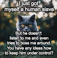 My cat brothers and sisters, help me | I just got myself a human slave; But he doesn't listen to me and even tries to boss me around. You have any ideas how to keep him under control? | image tagged in black cat looking at you | made w/ Imgflip meme maker