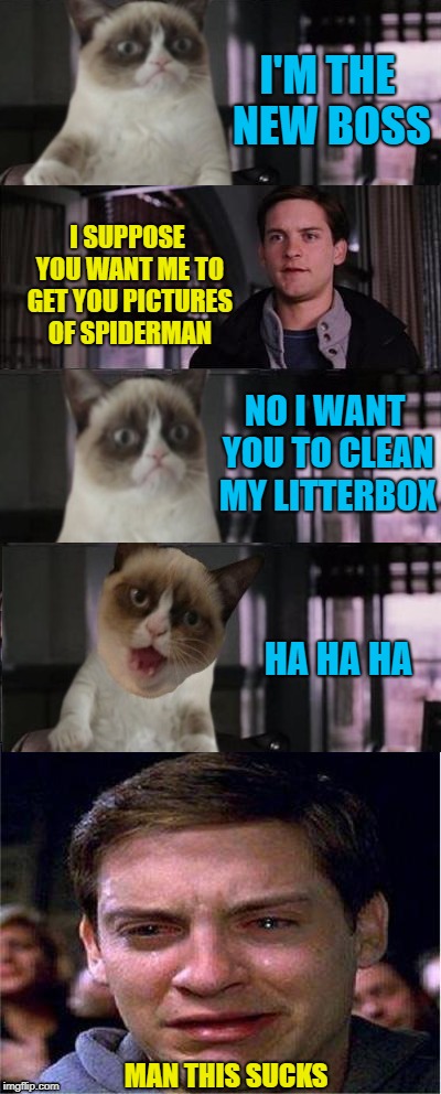 The New Boss | I'M THE NEW BOSS; I SUPPOSE YOU WANT ME TO GET YOU PICTURES OF SPIDERMAN; NO I WANT YOU TO CLEAN MY LITTERBOX; HA HA HA; MAN THIS SUCKS | image tagged in funny memes,cat,grumpy cat,peter parker cry,cat boss | made w/ Imgflip meme maker