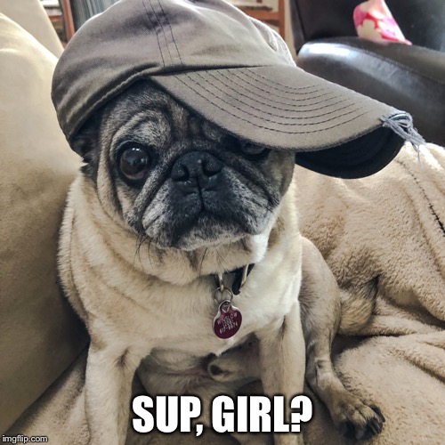 SUP, GIRL? | image tagged in pug,cute,hi,hello | made w/ Imgflip meme maker