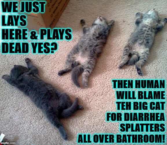 WE JUST LAYS HERE & PLAYS DEAD YES? THEN HUMAN WILL BLAME TEH BIG CAT FOR DIARRHEA SPLATTERS ALL OVER BATHROOM! | image tagged in big cat did it | made w/ Imgflip meme maker