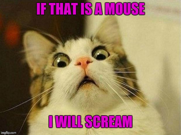 Scared Cat | IF THAT IS A MOUSE; I WILL SCREAM | image tagged in memes,scared cat,cats | made w/ Imgflip meme maker