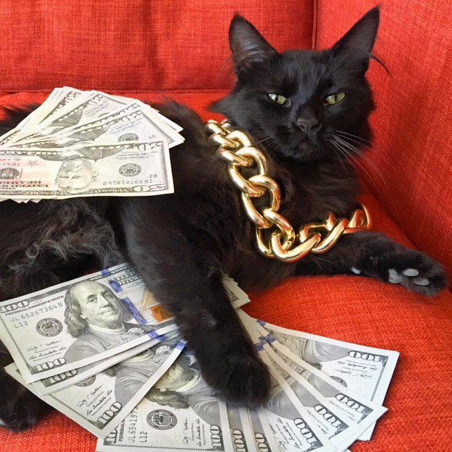 High Quality Gangster Cat Blank Meme Template