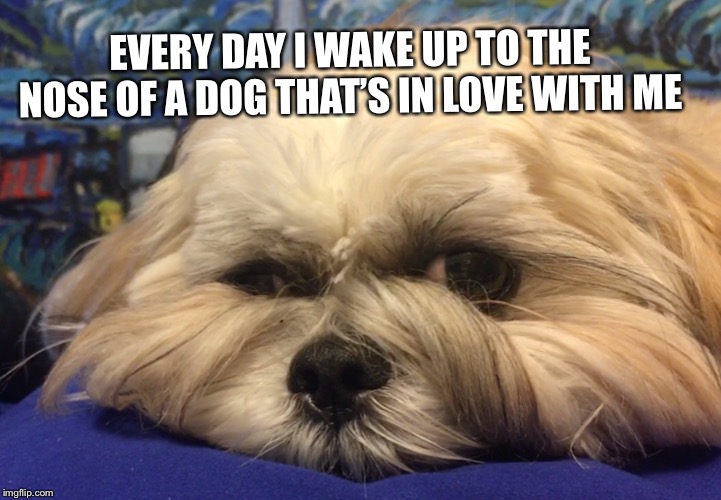 EVERY DAY I WAKE UP TO THE NOSE OF A DOG THAT’S IN LOVE WITH ME | image tagged in dogs,cute dog,nose | made w/ Imgflip meme maker