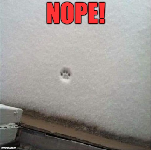 I ain't going out there  | NOPE! | image tagged in not going out,cat print,funny | made w/ Imgflip meme maker