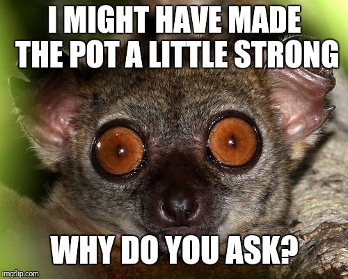 Caffeinated Lemur | I MIGHT HAVE MADE THE POT A LITTLE STRONG WHY DO YOU ASK? | image tagged in caffeinated lemur | made w/ Imgflip meme maker