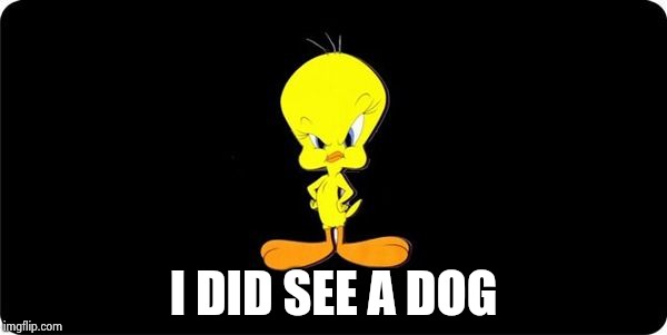Angry Tweety Bird black background | I DID SEE A DOG | image tagged in angry tweety bird black background | made w/ Imgflip meme maker