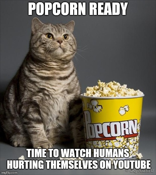 Cat eating popcorn | POPCORN READY; TIME TO WATCH HUMANS HURTING THEMSELVES ON YOUTUBE | image tagged in cat eating popcorn | made w/ Imgflip meme maker