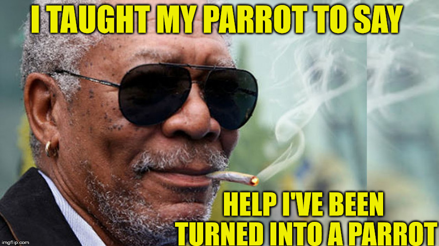 parrot |  I TAUGHT MY PARROT TO SAY; HELP I'VE BEEN TURNED INTO A PARROT | image tagged in paranoid parrot,parrot,morgan freeman | made w/ Imgflip meme maker