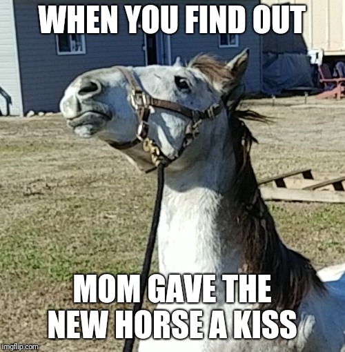 WHEN YOU FIND OUT; MOM GAVE THE NEW HORSE A KISS | image tagged in horse,horses,horse face,funny horse | made w/ Imgflip meme maker