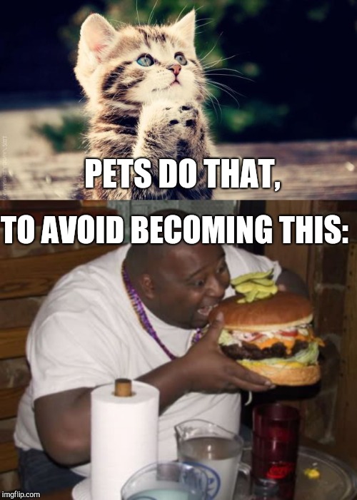 TO AVOID BECOMING THIS:; PETS DO THAT, | image tagged in cute cat praying,fat guy eating burger | made w/ Imgflip meme maker