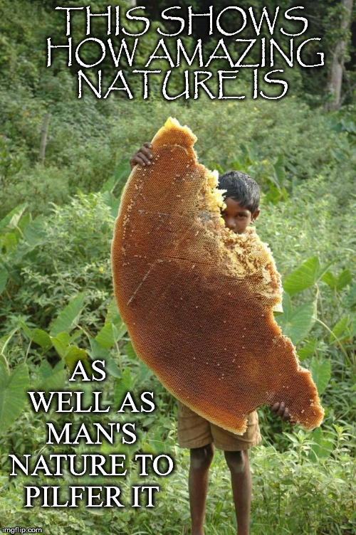 Dual Nature | THIS SHOWS HOW AMAZING NATURE IS; AS WELL AS MAN'S NATURE TO PILFER IT | image tagged in honeycomb,nature,amazing,man,boy,pilfer | made w/ Imgflip meme maker