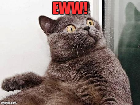 Surprised cat | EWW! | image tagged in surprised cat | made w/ Imgflip meme maker