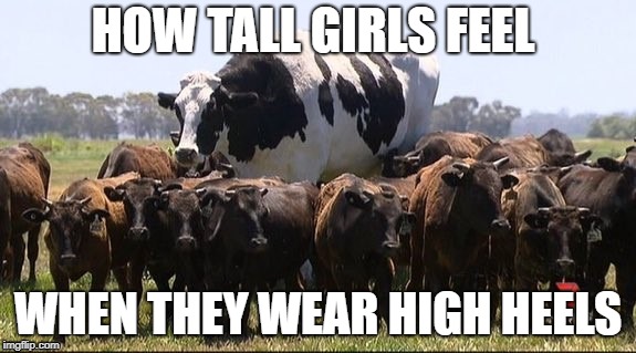 HOW TALL GIRLS FEEL; WHEN THEY WEAR HIGH HEELS | image tagged in cows,high heels | made w/ Imgflip meme maker