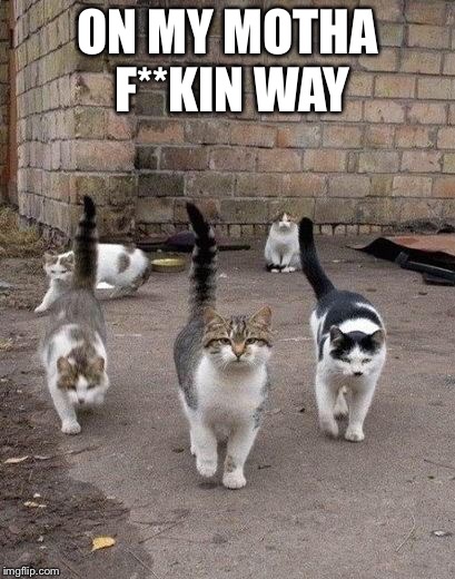 Alley Cats | ON MY MOTHA F**KIN WAY | image tagged in alley cats | made w/ Imgflip meme maker