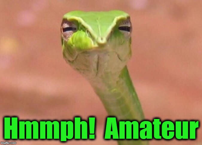 Skeptical snake | Hmmph!  Amateur | image tagged in skeptical snake | made w/ Imgflip meme maker