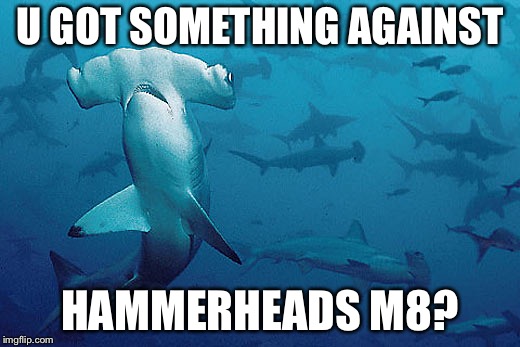 Hammerhead shark | U GOT SOMETHING AGAINST HAMMERHEADS M8? | image tagged in hammerhead shark | made w/ Imgflip meme maker