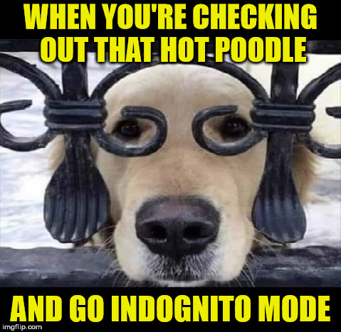 Incognito | WHEN YOU'RE CHECKING OUT THAT HOT POODLE; AND GO INDOGNITO MODE | image tagged in incognito,memes,one does not simply,don't,hide | made w/ Imgflip meme maker