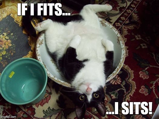 IF I FITS... ...I SITS! | image tagged in funny cats,fat cat | made w/ Imgflip meme maker
