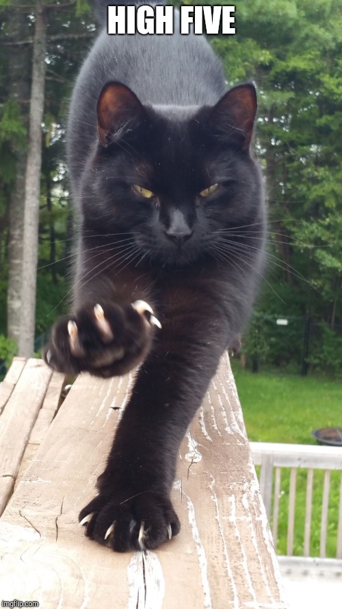 black cat claws pissed | HIGH FIVE | image tagged in black cat claws pissed | made w/ Imgflip meme maker