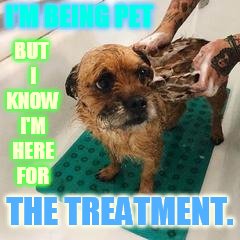 I'M BEING PET THE TREATMENT. BUT I KNOW I'M HERE FOR | made w/ Imgflip meme maker
