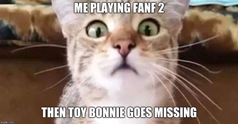 terrified cat | ME PLAYING FANF 2; THEN TOY BONNIE GOES MISSING | image tagged in terrified cat | made w/ Imgflip meme maker