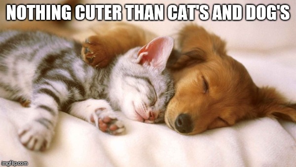 cats and dogs sleeping together | NOTHING CUTER THAN CAT'S AND DOG'S | image tagged in cats and dogs sleeping together | made w/ Imgflip meme maker