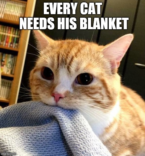 Cat blanket | EVERY CAT NEEDS HIS BLANKET | image tagged in cat blanket | made w/ Imgflip meme maker