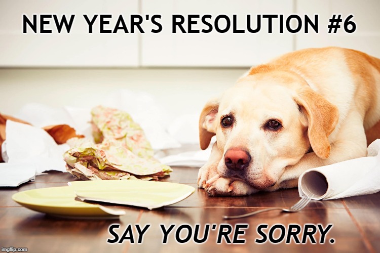 New Year's Resolution Pet | NEW YEAR'S RESOLUTION #6; SAY YOU'RE SORRY. | image tagged in dogs,new years resolutions,pets,resolutions | made w/ Imgflip meme maker