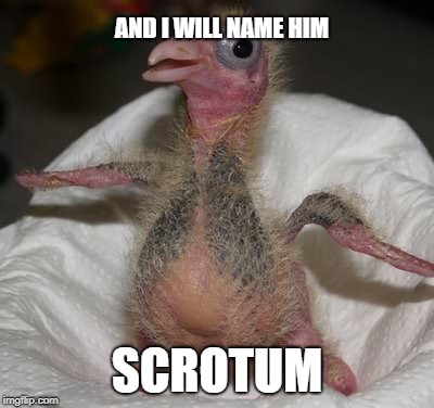 Baby pigeon | AND I WILL NAME HIM; SCROTUM | image tagged in memes,funny,pigeon,birds | made w/ Imgflip meme maker