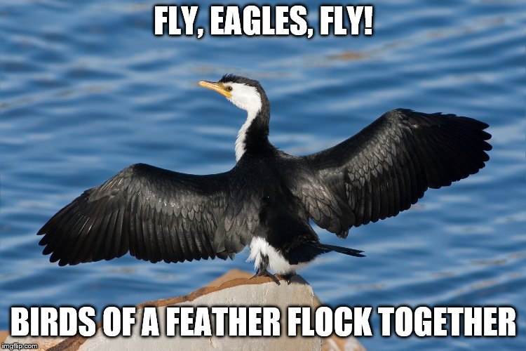 Duckguin | FLY, EAGLES, FLY! BIRDS OF A FEATHER FLOCK TOGETHER | image tagged in duckguin | made w/ Imgflip meme maker