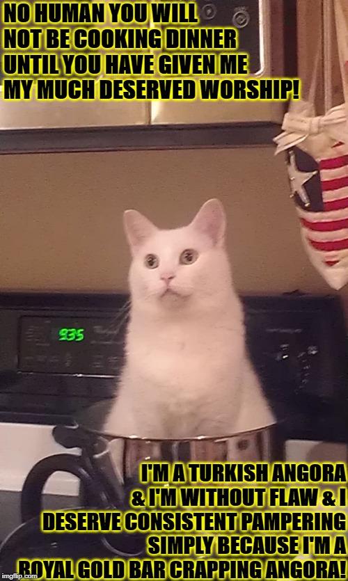 NO HUMAN YOU WILL NOT BE COOKING DINNER UNTIL YOU HAVE GIVEN ME MY MUCH DESERVED WORSHIP! I'M A TURKISH ANGORA & I'M WITHOUT FLAW & I DESERVE CONSISTENT PAMPERING SIMPLY BECAUSE I'M A ROYAL GOLD BAR CRAPPING ANGORA! | image tagged in no dinner | made w/ Imgflip meme maker